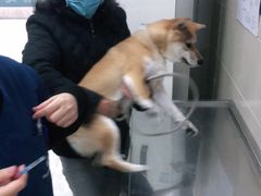 -申普宠物医院·眼科·心内科·影像科(普陀分院)