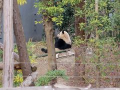 -成都大熊猫繁育研究基地