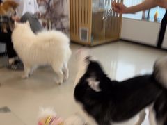 -共舞时光猫咖·狗咖(新街口店)