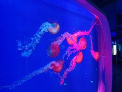 -芜湖新华联大白鲸海洋公园