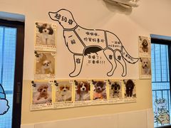 -有喵·猫咖·狗咖·30几只猫10只小狗(岗厦店)