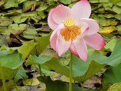 -昆山城市生态森林公园