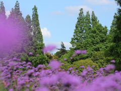 -上海辰山植物园