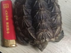 -灵龟之家百象馆(百象馆联合旗舰店)