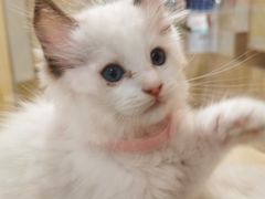 -屋虎猫馆(宝安大仟里店)