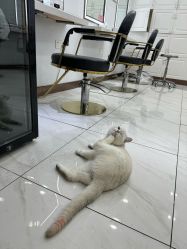 -镁连社·美联社