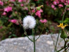 -镇坪县曙坪小学