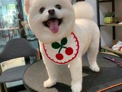 -瑞派·关忠动物医院·猫专科·犬专科(三环新城店)