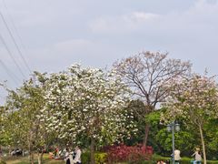 -长洲岛
