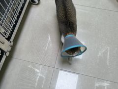 -瑞鹏宠物医院·夜间急症·心超·猫科(祖庙分店)