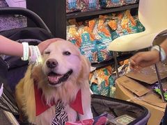 -萌宠之家·腊肠犬·马尔泰·小体犬舍