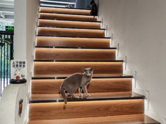 -琪喵猫屋·撸猫猫咖·猫舍