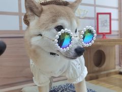 -柴源莊·柴小宠柴犬咖啡