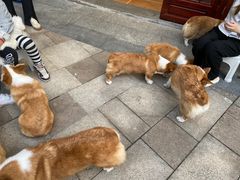 -柯斗斗主题餐厅·狗咖·围炉煮茶·茶饮(国瑞升平里店)