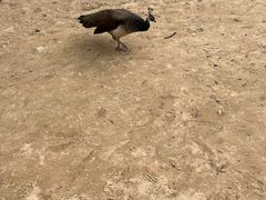 -秦皇岛野生动物园