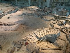 -自贡恐龙博物馆