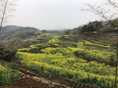 -桑洲油菜花景区