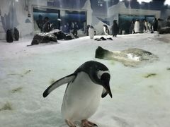 -凯莉-塔尔敦海洋生物水族馆