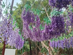 -西双版纳原始森林公园