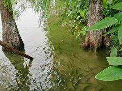 -海珠湖公园