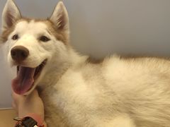 -Husky Go! 哈士奇体验馆·宠物咖啡厅狗咖
