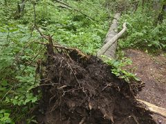 -五营红松林海景区