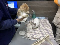 -爱侣宠医·鹦鹉专科·小型哺乳类·异宠专科(灵石路店)