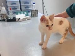 -萌兽医馆·宠物医院·猫骨科(创景店)