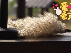 -西青郊野公园