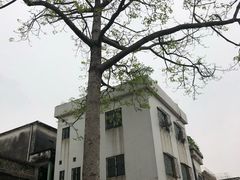 -伦教678文化街