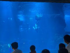 -石家庄海洋公园