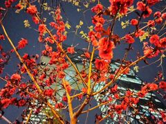 -中央广播电视总台(光华路办公区)