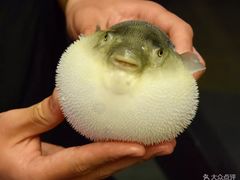 -肆月河豚·新淮扬(金融街店)