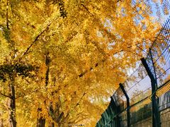 -三里屯东五街银杏大道