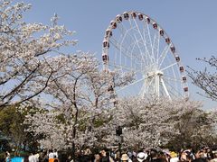 -顾村公园