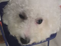 -瑞派福兴宠物医院犬猫全科·骨科·中西医结合(河东店)