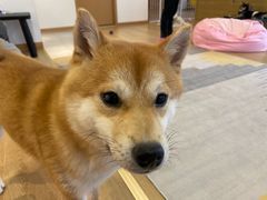 -南京Hallo宠物乐园·哈罗犬舍·柴犬繁育基地