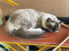 -猫在这儿猫咪咖啡馆·撸猫馆