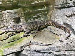 -Zoolung Zoolung动物主题公园(海信广场店)