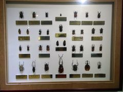 -上海昆虫博物馆