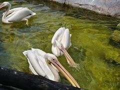 -沈阳森林动物园