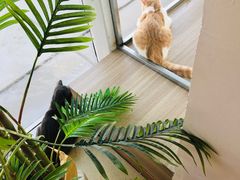 -藏猫猫咖啡主题馆(中央大道店)