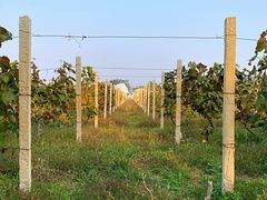 -安德鲁户外烧烤帐篷营地(马泉营店)