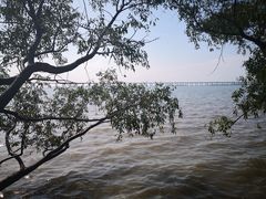 -宝安西湾红树林湿地公园