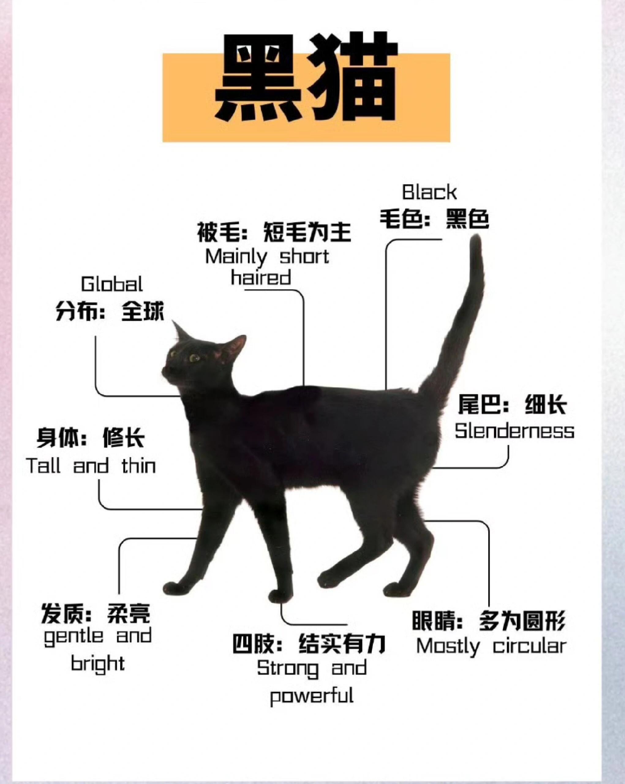 中华田园猫黑猫性格图片