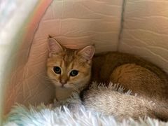 -猫和宫(六道口店)