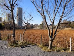 -上野公园花园稻荷神社(忍岡稲荷神社)