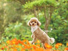 -超宠爱宠物摄影-Super pet