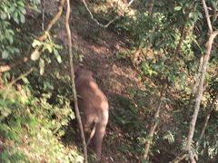 -野象谷景区