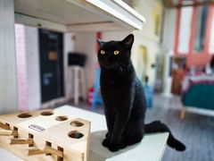 -喵屿·大理花园猫咖